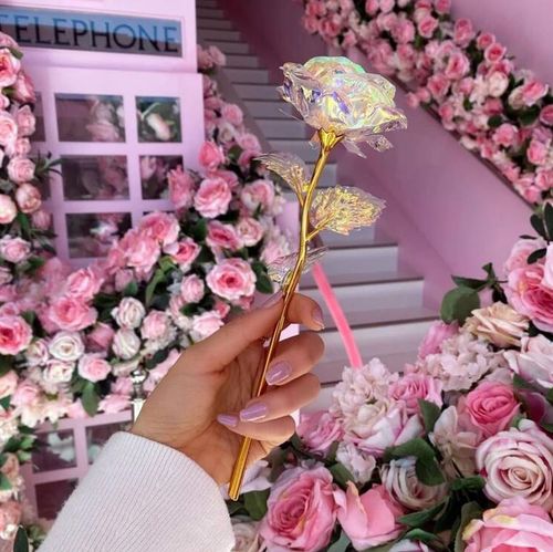 Wieczna róża tęczowa na Arena.pl