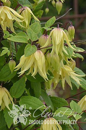 Powojnik Clematis Golden Dream ® na Arena.pl