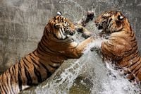 FOTOTAPETA walczące TYGRYSY panterka wzory JAKOŚĆ