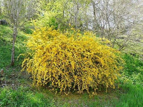 Złotlin japoński Pleniflora C3 na Arena.pl