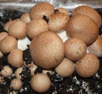 Grzybnia Pieczarka brązowa 10 kg