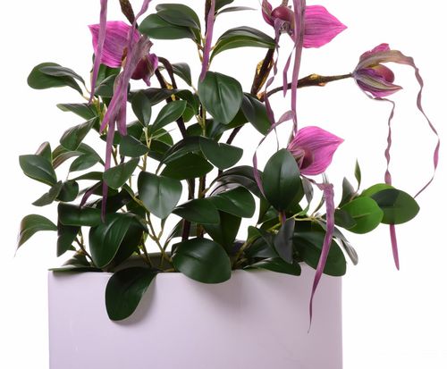 Storczyk Cattleya fioletowy Extra na Arena.pl