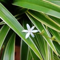 Zielistka Sternberga 'Ocean' (Chlorophytum comosum)