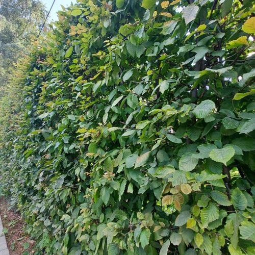 Grab pospolity sadzonki idealne do tworzenia żywopłotów 60-100cm na Arena.pl