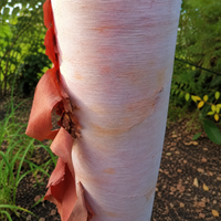 Brzoza pożyteczna 'Ruby Chocolate' Czekoladowa kora (Betula utilis) 2.0L