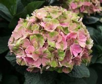 Hortensja ogrodowa Magical DAYDREAM ZMIENIA KOLORY