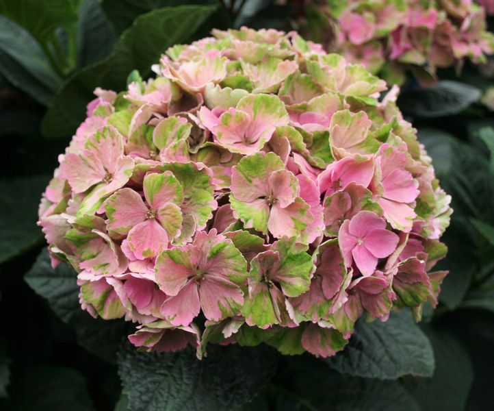 Hortensja ogrodowa Magical DAYDREAM ZMIENIA KOLORY zdjęcie 1