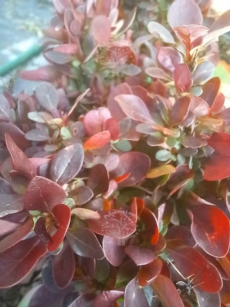 Berberys Thunberga Bagatelle karłowa forma kulista zdjęcie 5