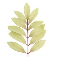 Liść laurowy oliwkowy 12 szt