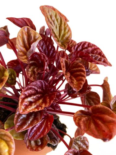 Peperomia Quito 20cm na Arena.pl