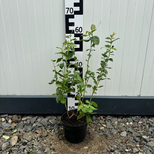 Zestaw Borówka amerykańska na Arena.pl