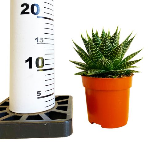 GASTERIA Aurora 15cm na Arena.pl