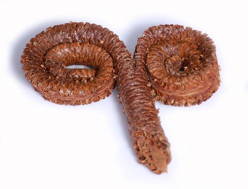 Baranie Rogi lakierowane na Arena.pl