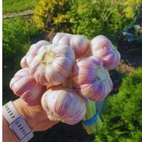 product-compare-61656208