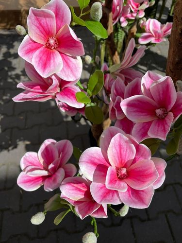 Sztuczne drzewko magnolia Premium 180 cm na Arena.pl