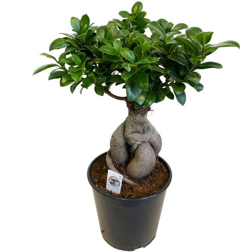 Bonsai Fikus Microcarpa GINSENG 55 cm na Arena.pl