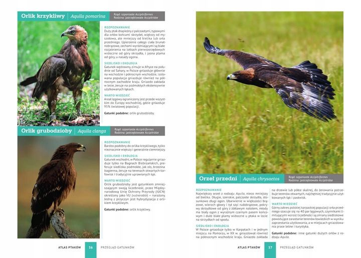 ATLAS PTAKÓW PTAKI POLSKI 250 GATUNKÓW TWARDA OPRAWA KSIĄŻKA NA PREZENT zdjęcie 3