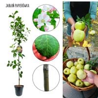 Jabłoń Papierówka żółta jabłka do przetworów 180-220 cm