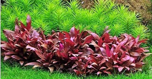 Zestaw roślin łatwych w uprawie 3 plany + GRATIS na Arena.pl