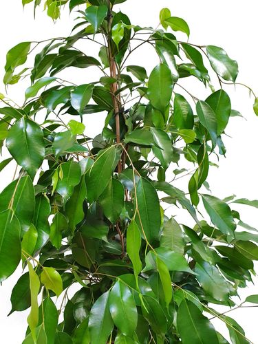 FIKUS Benjamina EXOTICA 135 cm na Arena.pl