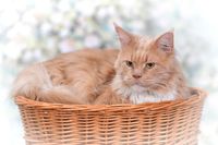 CARI BUDA DLA KOTA LEŻAK DLA ZWIERZĄT DOMEK DLA KOTA Z WIKLINY PIĘTROWY Z PODUSZKAMI 50X40 H45 CM