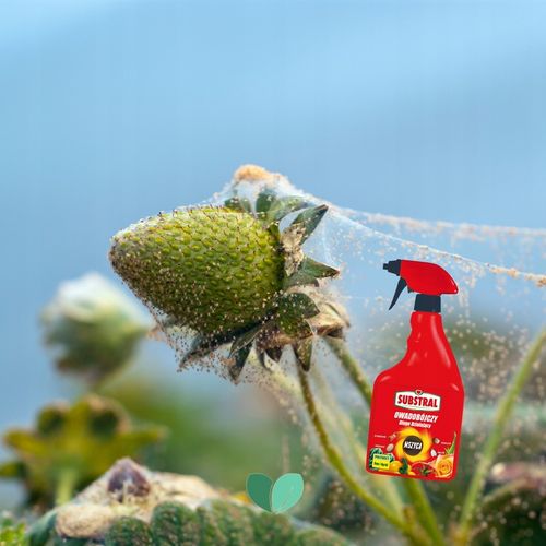 SUBSTRAL Owadobójczy Długodziałający POLYSECT Mszyca Mączlik Przędziorek x2 na Arena.pl