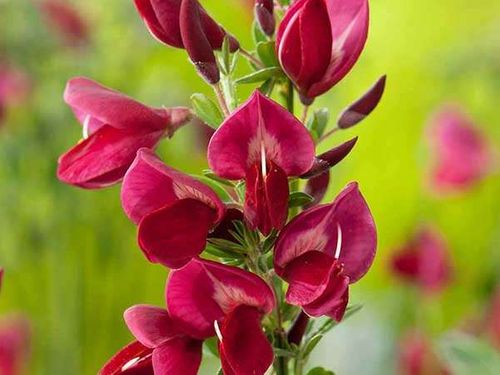 Żarnowiec Boskoop Ruby P9 na Arena.pl