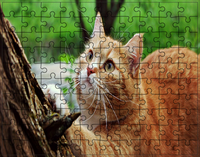 Puzzle Koty