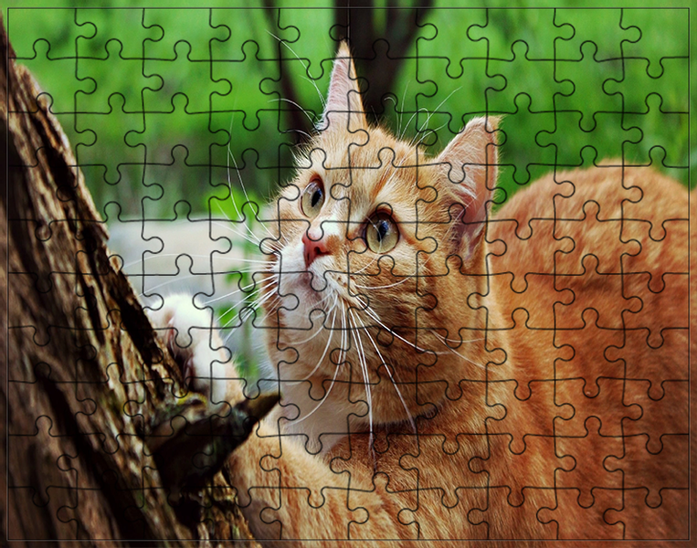 Puzzle Koty zdjęcie 1