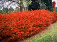 KRZEWUSZKA WINGS OF FIRE PŁONĄCY KRZEW IDEALNA NA ŻYWOPŁT