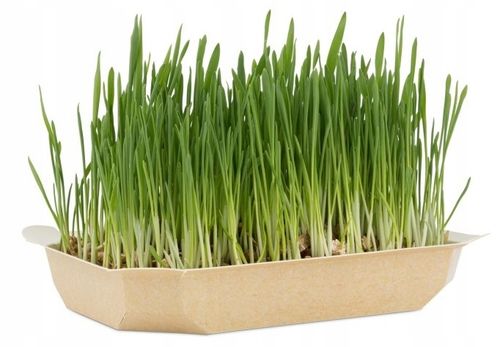 TRAWA DLA KOTA W POJEMNIKU GĘSTA ODKŁACZAJĄCA KOCI PRZYSMAK SMAKOŁYK 4x100G na Arena.pl