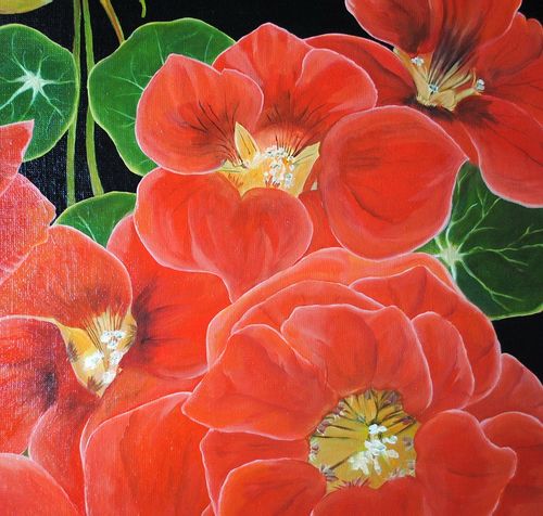 Nasturcje (50x60cm) na Arena.pl