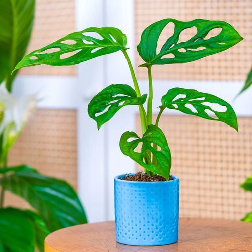 Monstera Dziurawa Adansonii JAK SZWAJCARSKI SER Monster Duże Liście na Arena.pl