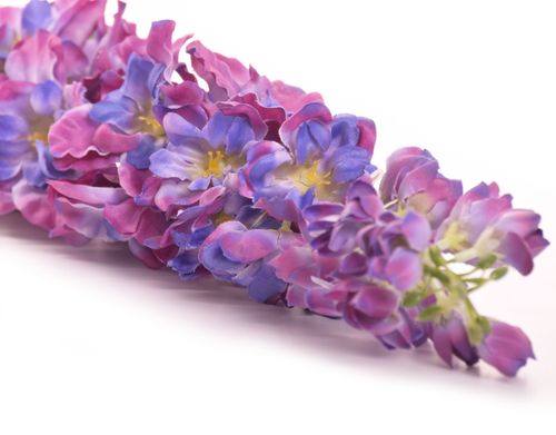 Ostróżka fioletowa na Arena.pl