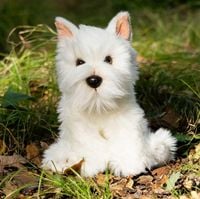 Pluszak Animigos Terier westie west higlander