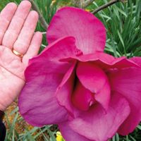 Magnolia FELIX GIGANTYCZNE KWIATY TYLKO U NAS !! Magnolia FELIX GIGANTYCZNE KWIATY TYLKO U NAS !!