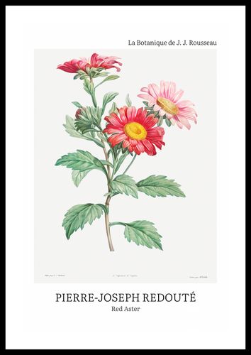 Plakat 40x60cm Design Red Aster, Redoute Vintage do Salonu na Arena.pl