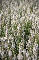 Szałwia omszona Salute White biała Salvia nemorosa bylina miododajna