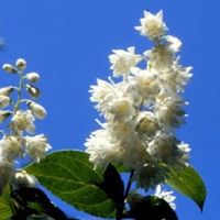 Żylistek szorstki BIAŁY PEŁNY (Deutzia) w P9, wysokość 40-60 cm