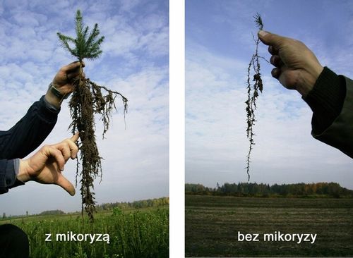 Mikoryza dla DRZEW IGLASTYCH grzybnia na Arena.pl