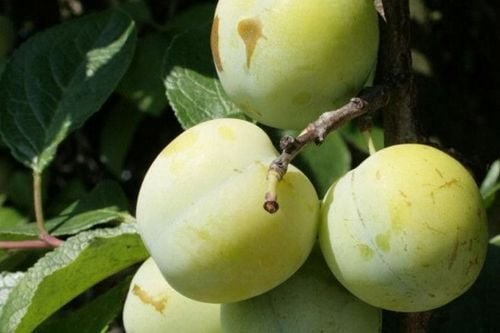 Śliwa RENKLODA ULENA POPULARNA Sadzonka z gołym korzeniem DUŻE JĘDRNE na Arena.pl