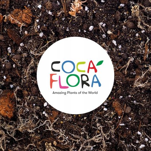 Pachira Aquatica DRZEWKO SZCZĘSCIA I Pieniędzy - Sekrety Feng Shui Dla na Arena.pl