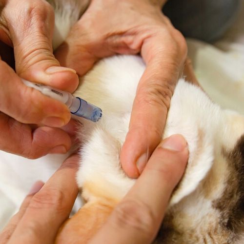 KROPLE NA KLESZCZE I PCHŁY DLA KOTA ZESTAW 6 SZTUK DAWEK PRZECIW KLESZCZOM na Arena.pl