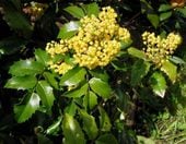 MAHONIA POSPOLITA Mahonia aquifolium - NASIONA 700 sztuk - 10g