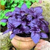 Bazylia Czerwona Aromatyczna Do Sosu Twarogu Mięs Ocimum Basilicum "Purpura