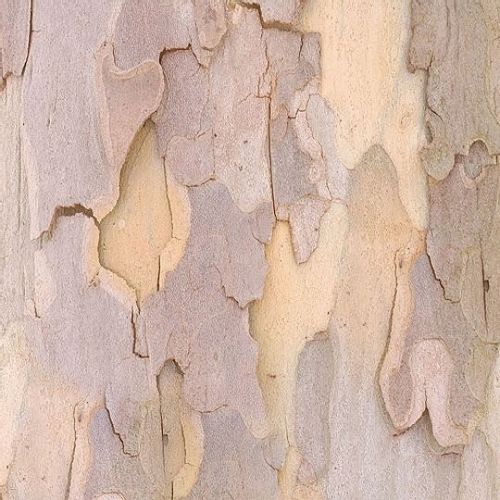 Platan 110-130-cm C3 na Arena.pl