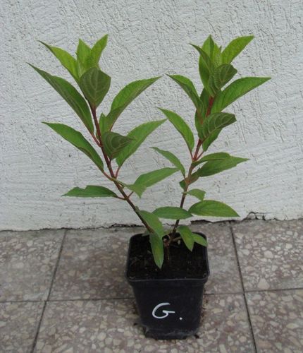 HORTENSJA CANDLELIGHT - sadzonki w doniczkach na Arena.pl