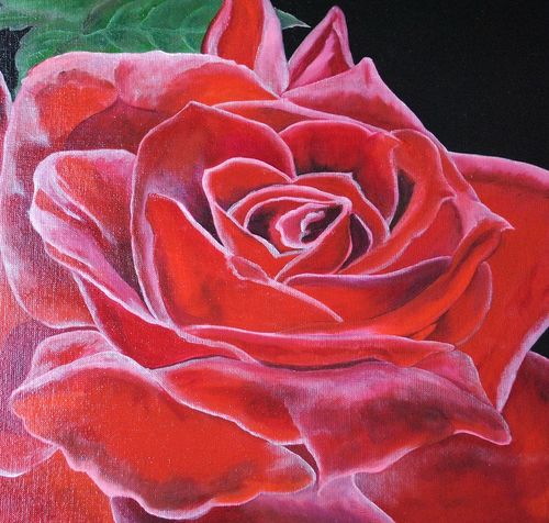 Czerwona róża (50x70cm) na Arena.pl