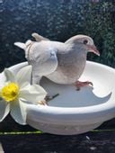 Miska gipsowa lęgowa dla gołębi duża