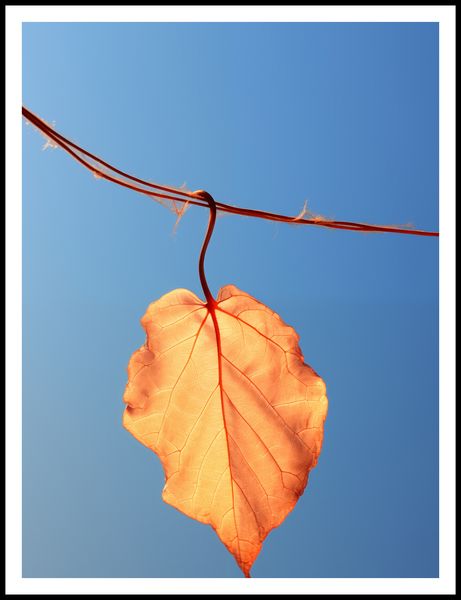 Plakat 75x100cm Ostatni Liść zdjęcie 3